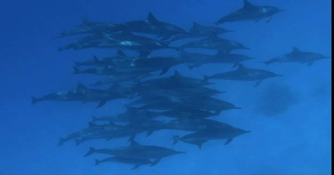 Dolphin house in Marsa Alam 